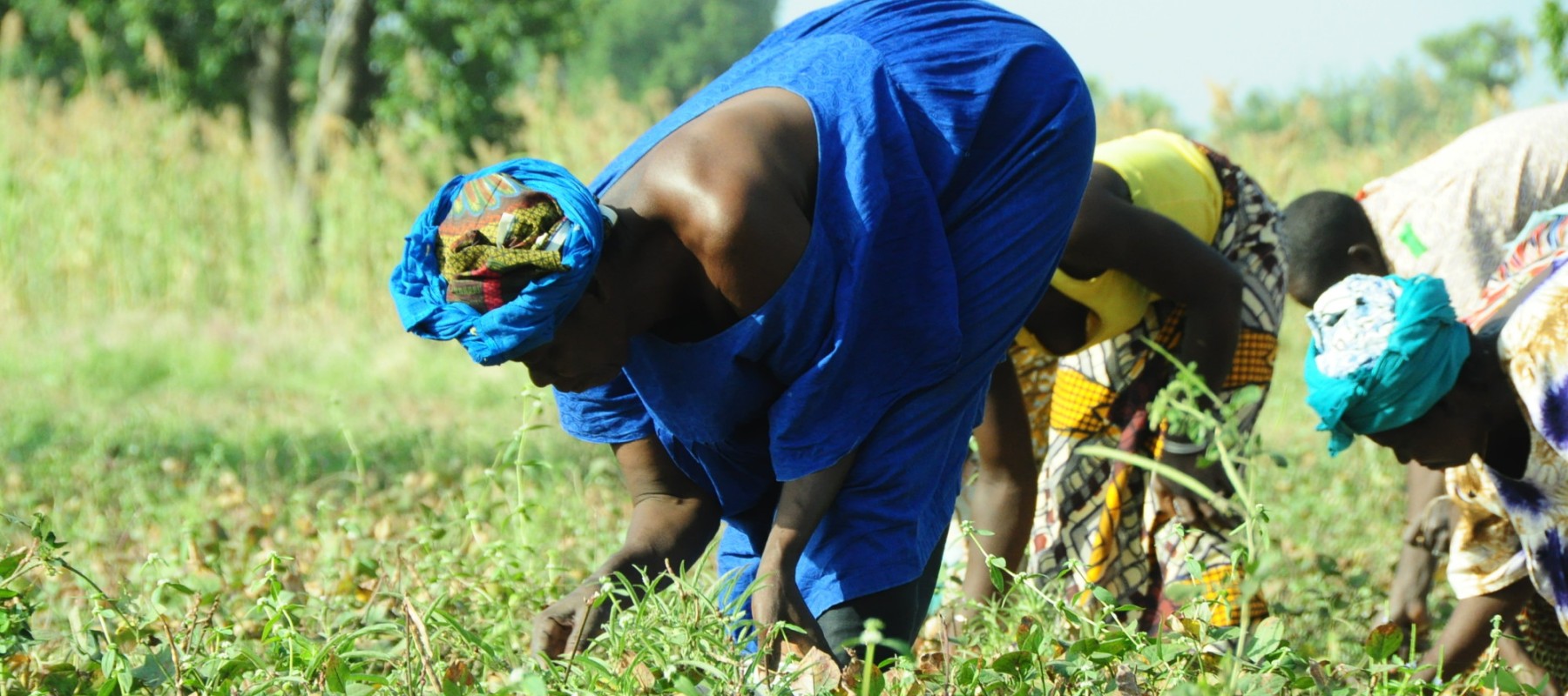 farmers africa