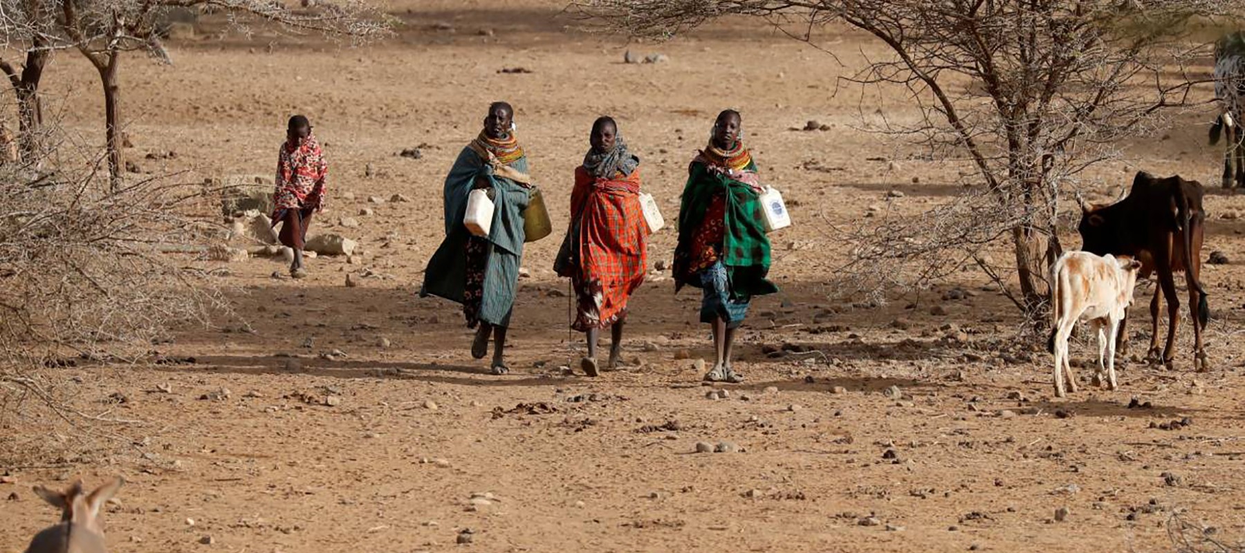 Four cattle herders and cattle in Africa