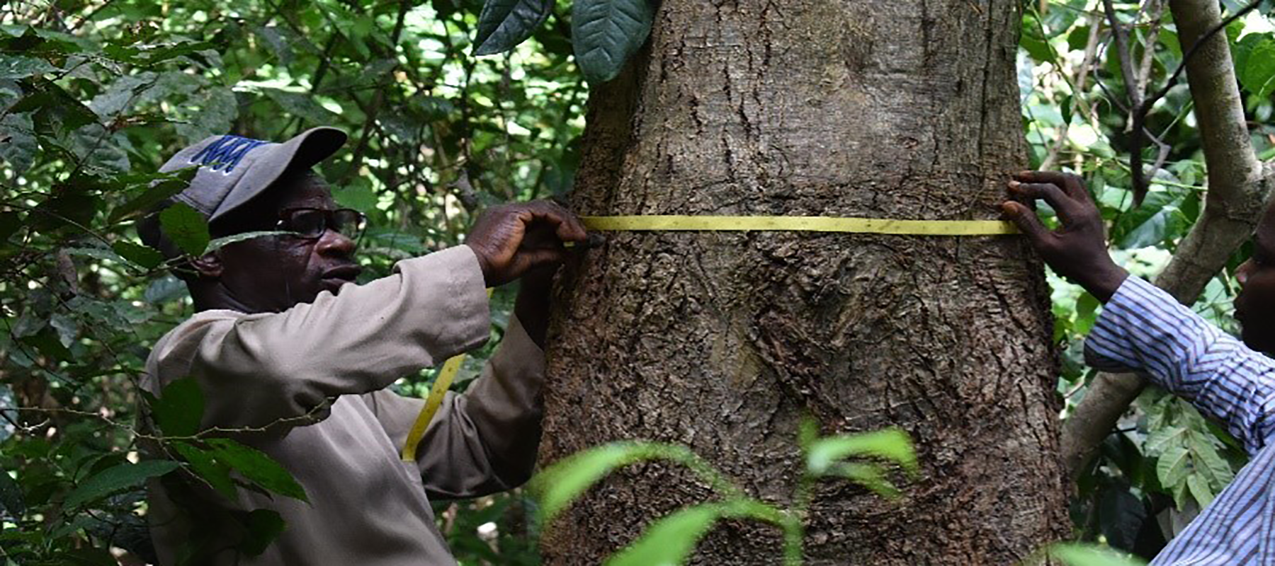 FAO training on forest monitoring tools in West Africa