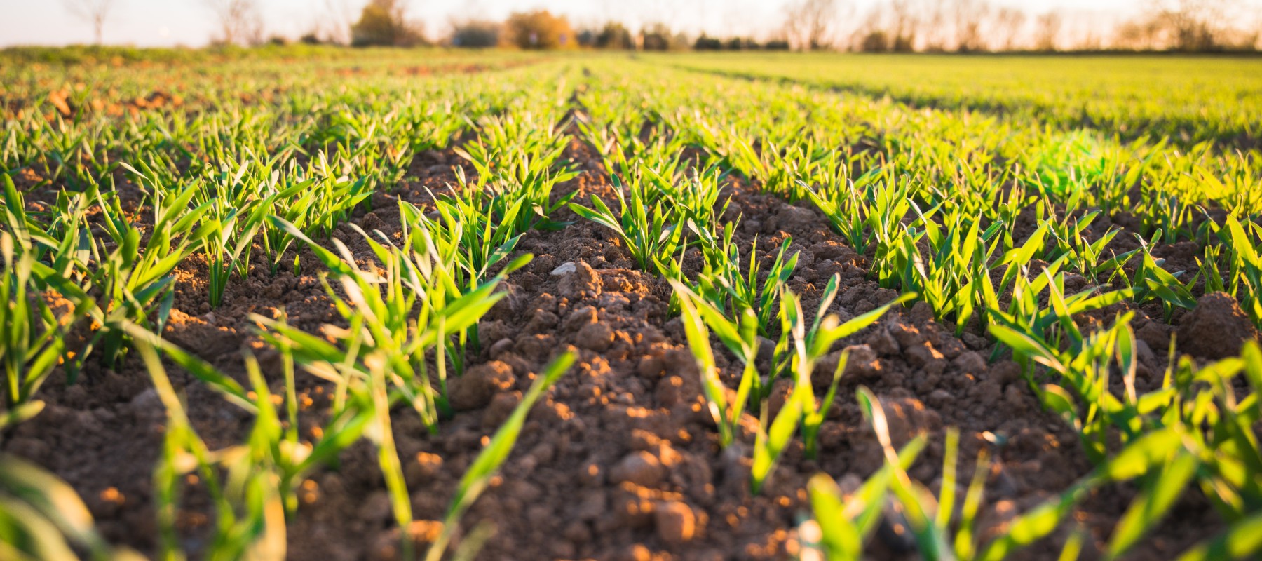 Virtual meeting: Transformations within reach: Resilient food systems