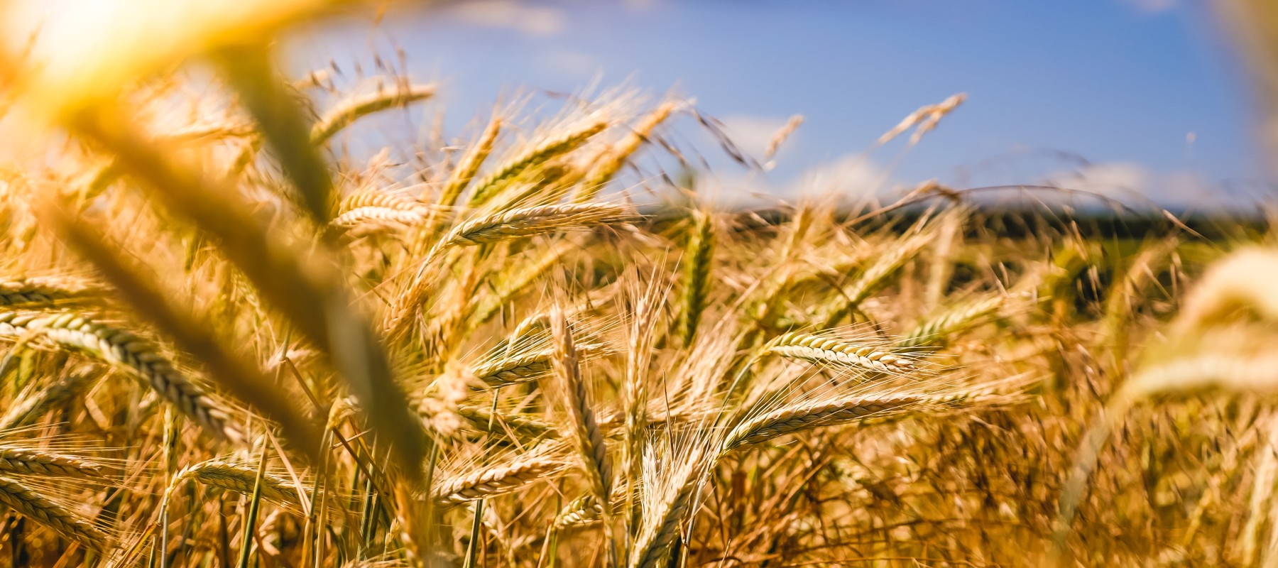 Webinar: Research and Innovation in Agri-Food Systems 