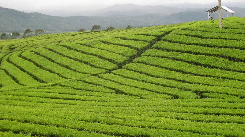 banner image tea plantation