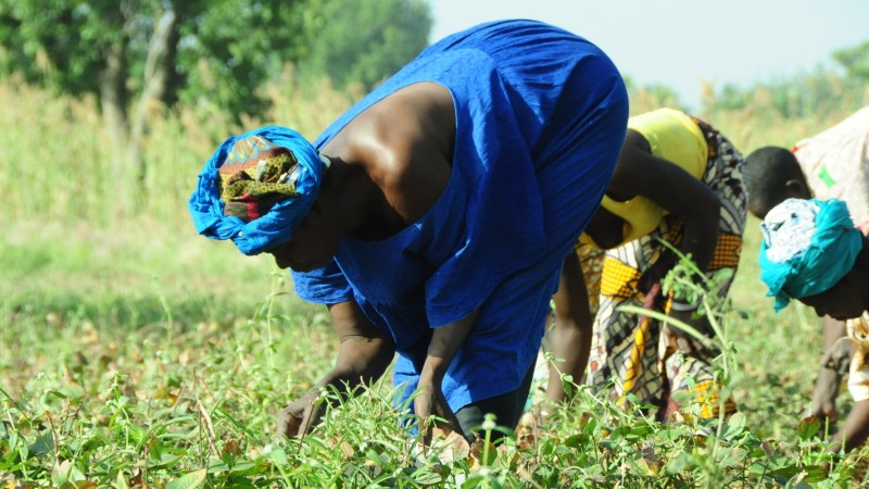 farmers africa