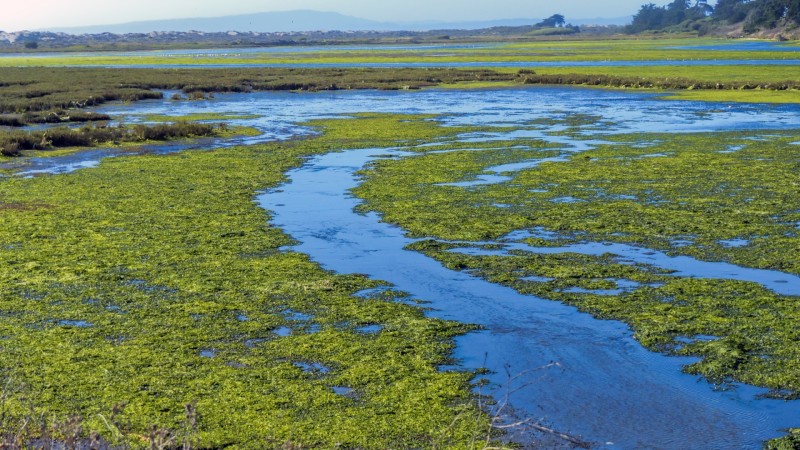 wetlands