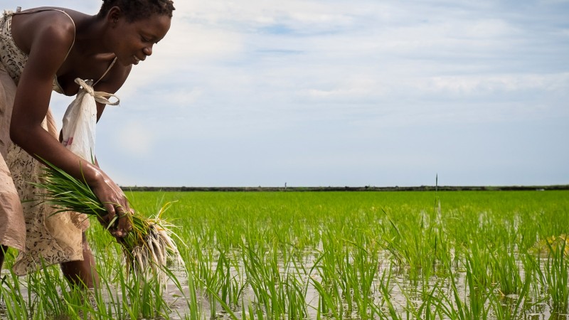 African lady harvesting rice