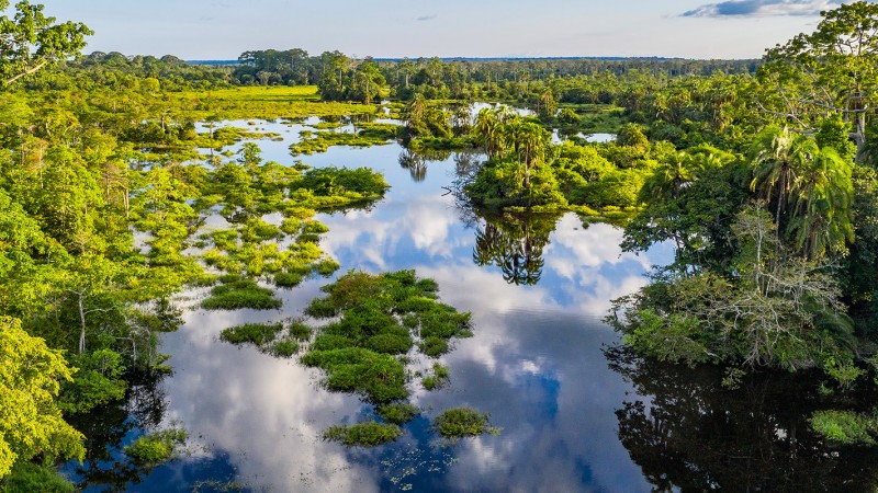 Plants taking over a river