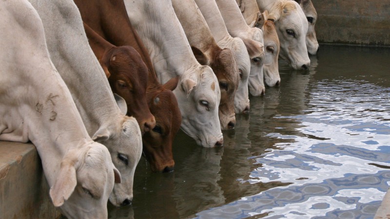 Cows drinking water