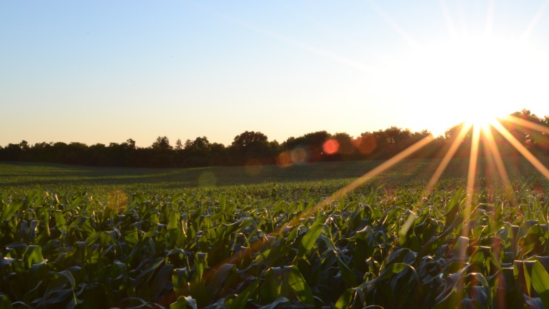 Agriculture