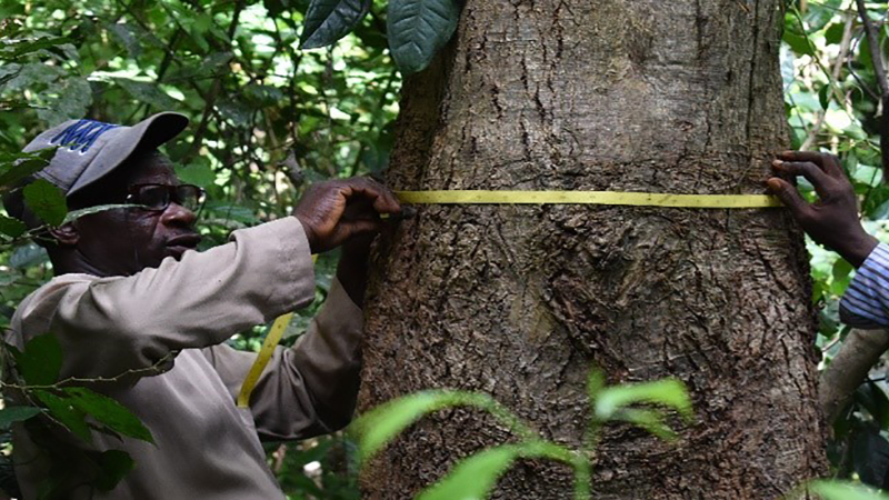 FAO training on forest monitoring tools in West Africa